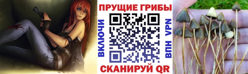 Галлюциногенные грибы Psilocybe  закладка  Болотное 